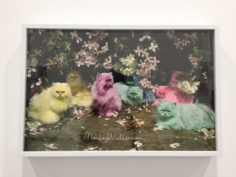 有趣的粉彩貓攝影作品。