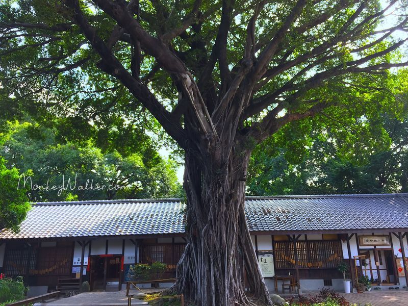 台中刑務所演武場的百年榕樹，從日本明治時期到現在。
