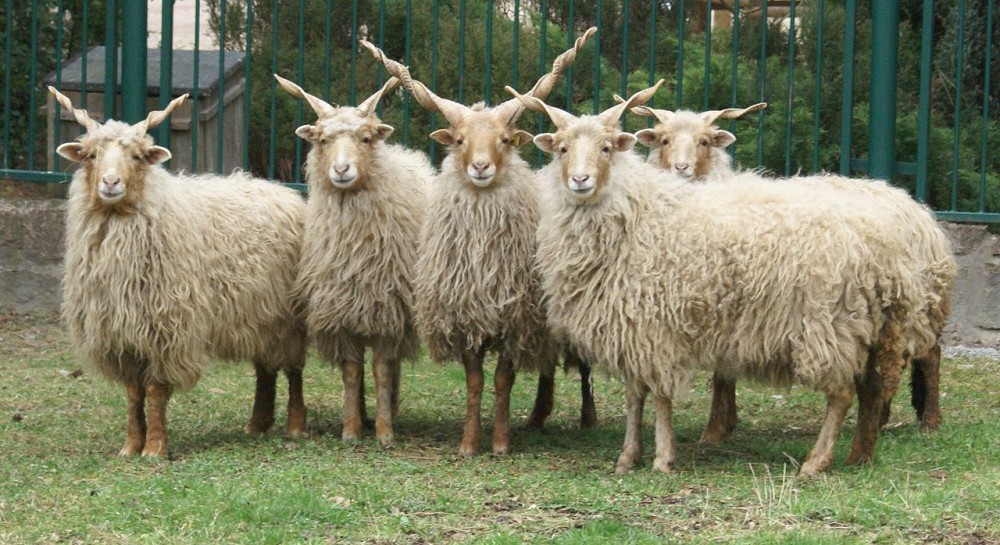 匈牙利霍爾托巴吉國家公園，著名的物種： 匈牙利拉茲卡羊 Magyar racka juh
