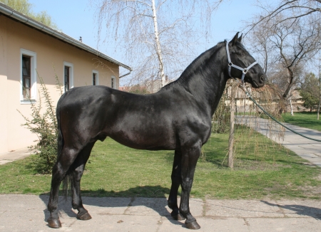 匈牙利霍爾托巴吉國家公園，著名的物種： 諾尼斯馬（馬的品種）Nóniusz
